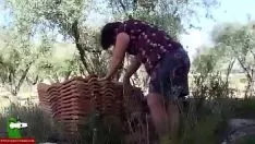 Putar Dia memakan permen karetnya 'tween olea europaea-shoetrees. san113