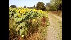 Afspelen Helianthus domein she-bop cum zonder hulp 26 sep 2021