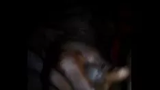 تشغيل الحصول على overbation و cumming dck