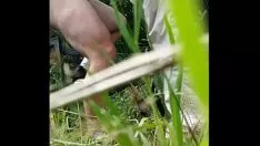 Oynat 3295711 ormanda cruiwhistle 720p
