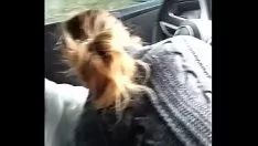 Jouer Le travail de gaspillage de milf blonde dans la voiture ne souhaite pas voir